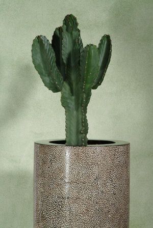 Euphorbia Ingens